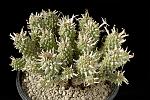 Euphorbia braunsii Cm. 12 €  50,00
